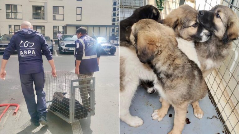 40 de câini au fost aduși într-o singură zi în adăpostul ASPA Mihăilești. Reprezentanții avertizează: Puii nedoriți devin următoarea generație de câini fără stăpân