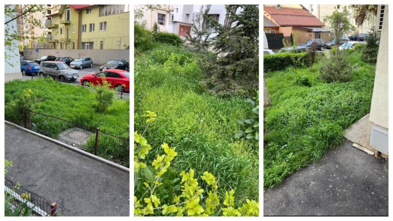 Bucureștenii se confruntă cu o invazie de buruieni în Sectorul 2, după desființarea ADP-ului
