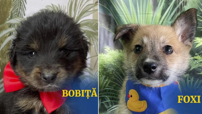 Cățeluși și pisicuțe în căutarea unei familii la târgul de adopții din Parcul Circului