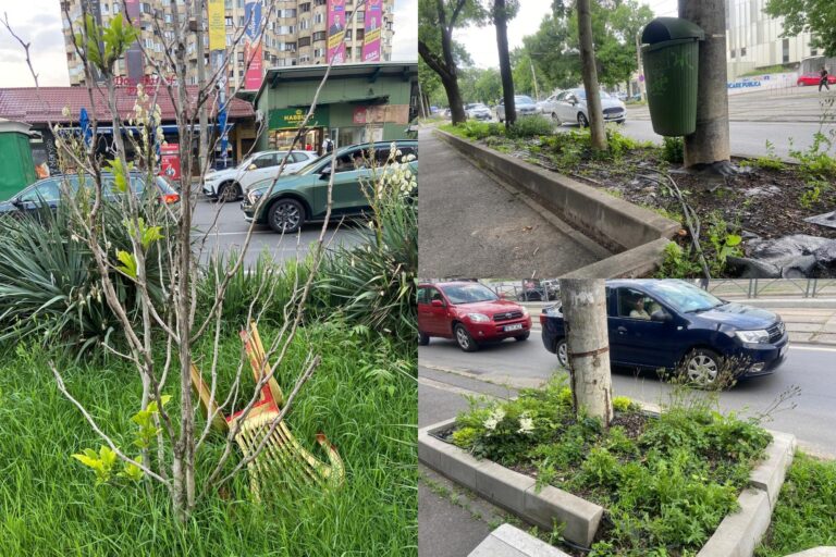 Declinul vegetației din Sectorul 1 | Dispariția plantelor exotice din amenajările stradale, în ciuda unui contract de 80 milioane € pentru spațiile verzi