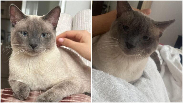 FOTO | Motănelul Jerryca caută o nouă familie în București: „Sunt în căutarea unui cămin iubitor”