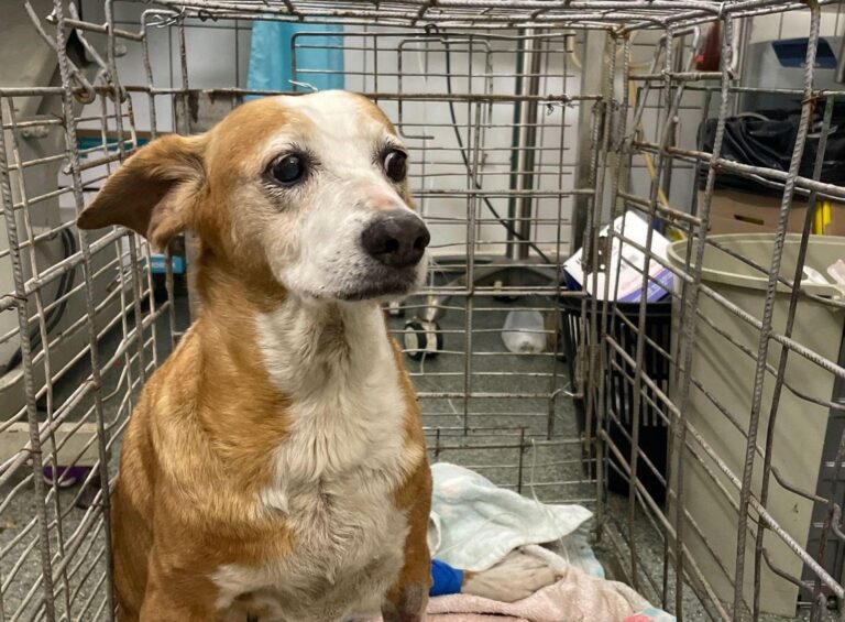 FOTO | O cățelușă în vârstă, victima unui accident cu tramvaiul, a fost salvată de echipele de intervenție