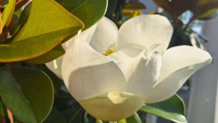 FOTO | Primarul Băluță ne prezintă magnolia înflorită pe Bulevardul Brâncoveanu în plină vară