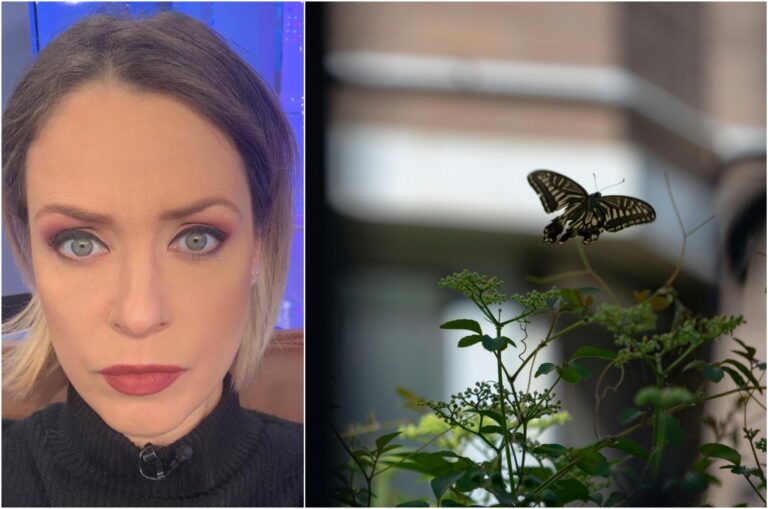 Fenomenul fluturilor negri în București și alte aspecte neobișnuite ale verii în Drumul Taberei, Berceni și Ferentari