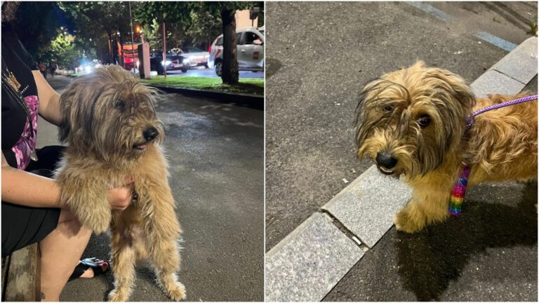 Fluffy, un bichon adorabil, s-a rătăcit în Piața Victoriei din București. O localnică caută stăpânii: Vă rog să distribuiți!