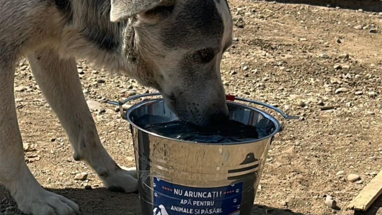 Găleți cu apă amplasate în Ilfov pentru câinii și pisicile fără adăpost