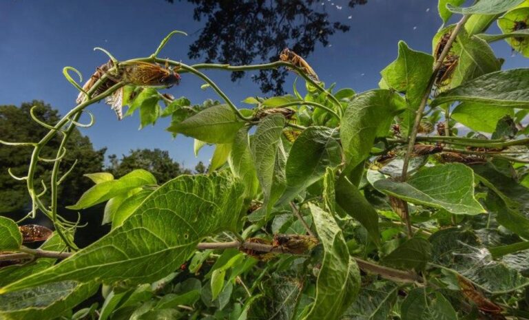 Insecte misterioase în București: Cât de periculoase pot deveni