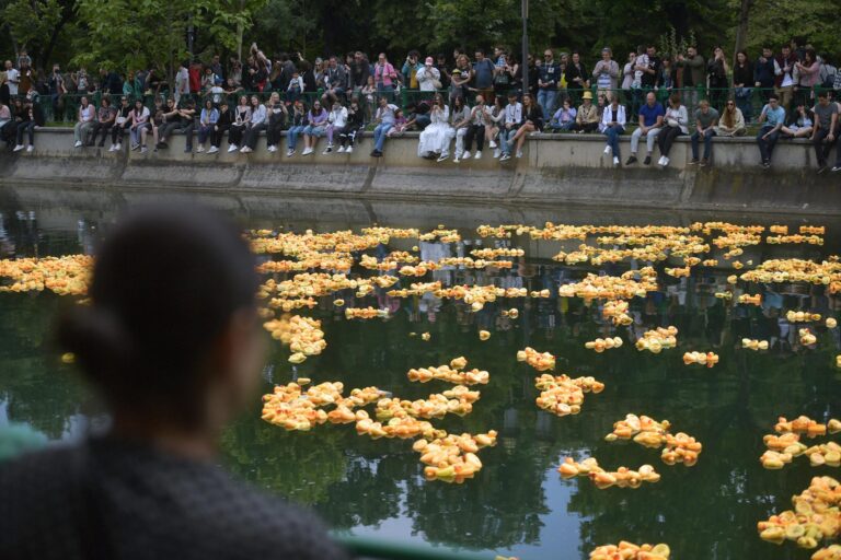 Întoarcerea celei mai vesele curse din București: Rățuștele galbene pe râul Dâmbovița