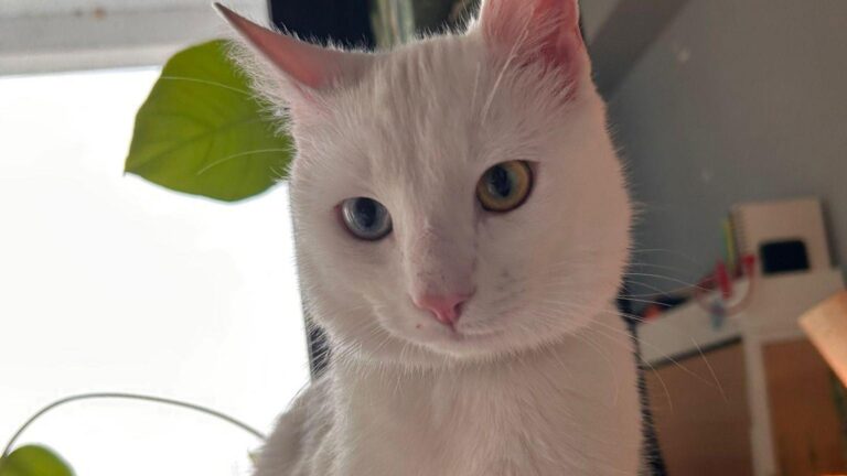 Iulia Albu își caută motanul dispărut în București