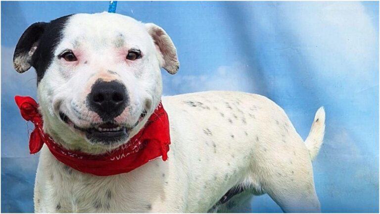 Luc Zâmbărețul, un pit bull prietenos, își caută o familie în București