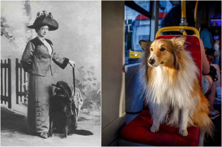 Oda lui Vodă Mavrogheni: Bucureștenii și Companioni lor Patrupezi