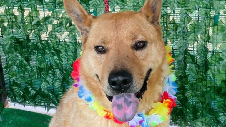 Oxy, un cățeluș adorabil de la ASPA București, își caută o familie iubitoare