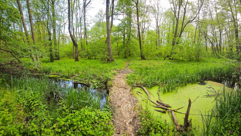 Societatea civilă cere integrarea Centurii Verzi București-Ilfov în programul de guvernare