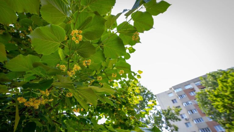 Teii au înflorit în Sectorul 6, aducând parfum și beneficii pentru comunitate