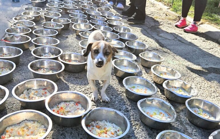 Tocăniță pentru Bobiță, prima ediție de vară la Adăpostul Speranța, cu Costel Bojog la oale