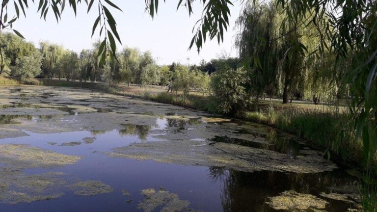 Trei tratamente pentru combaterea larvelor de țânțari în luna iulie