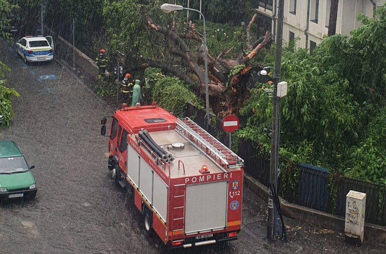 VIDEO | Un copac uriaș a căzut, după o furtună scurtă în București
