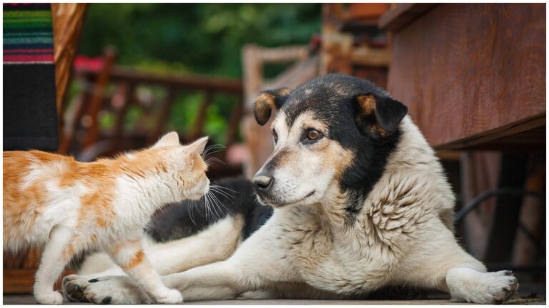 Weekendul viitor, Parcul Obor va găzdui un târg de adopții pentru animăluțe