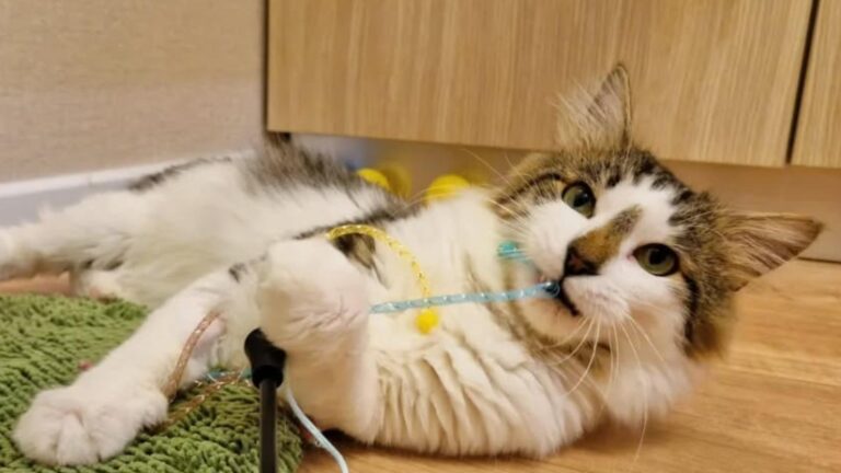 Zeci de pisicuțe și motănei așteaptă să ne cucerească în weekend la târgul de adopții de la Cat Hotel București🐈