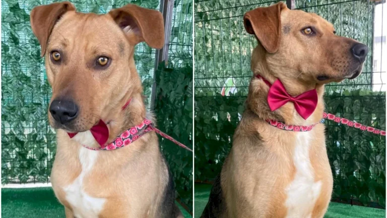 Caramel, cățelul adorabil în căutarea unei familii iubitoare