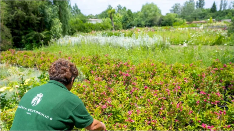 Florile din Sectorul 6: Mii de flori de la West Side Flower Fest au fost redistribuite în sere și curțile creșelor