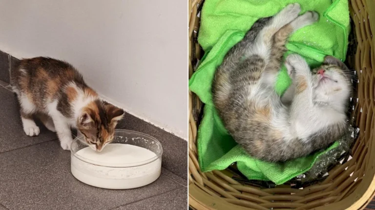 Kitty, noua colegă a Administrației Comerciale Sector 6, găsită plângând de foame sub o mașină