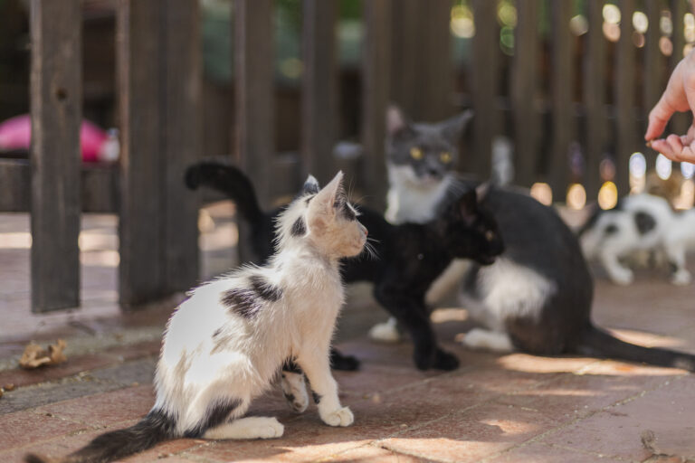 Trei pisoi tigrați în căutarea unei familii iubitoare în București și împrejurimi