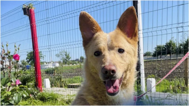 FOTO 🌹 Rosie, cățelușa blândă, caută o familie iubitoare în București