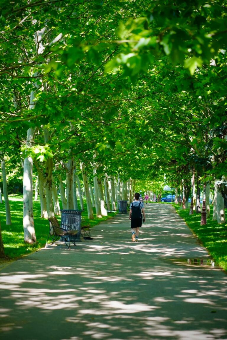 Orașele care plantează viitorul: cum ne salvează arborii din mijlocul asfaltului