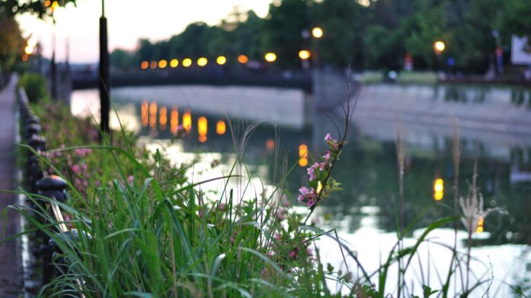 Acțiune de ecologizare pe 1 august în București, pe malurile Dâmboviței