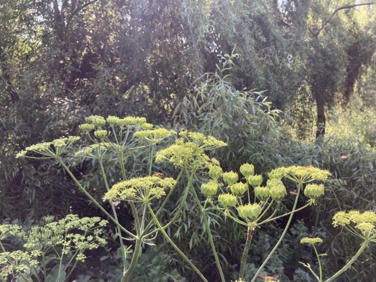 Asociația Parcul Natural București: O nouă identitate și obiective extinse