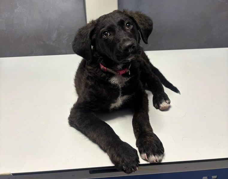 Bărbat de 71 de ani reținut pentru agresarea unui câine