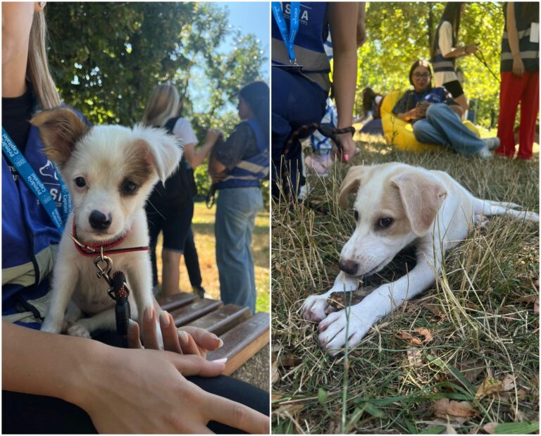 Bucurie HAMtastică: 24 de căței au fost adoptați de la târgul din Parcul Izvor