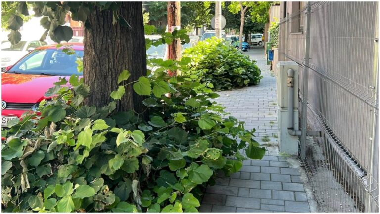 Buruienile de pe trotuarul străzii Ion Maiorescu din București creează dificultăți pentru pietoni