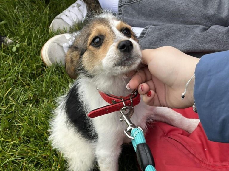 Căței și pisici se adună la MINA, în București, pentru a-și găsi familiile