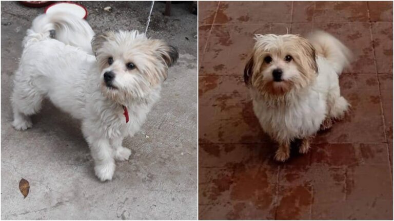 Cățelul Pufy, un ghem de blană albă, s-a pierdut în Sectorul 3. Stăpâna solicită ajutorul comunității pentru a-l găsi