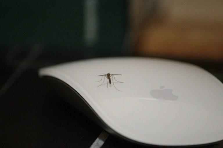 Caz de malarie confirmat în București. Bărbatul de 69 de ani, care se află acum la Spitalul „Victor Babeș”, nu a călătorit recent în străinătate