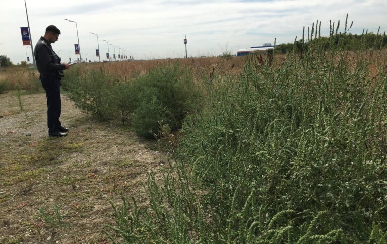 Controale în București pentru curățarea terenurilor de ambrozie