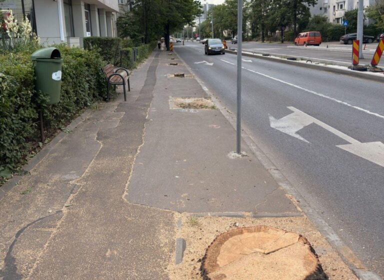 Controversa tăierii copacilor pe Barbu Văcărescu pentru modernizarea liniei 5