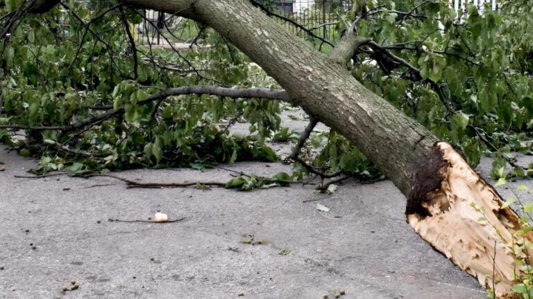 Copac căzut pe Aleea Privighetorilor perturbă traficul în zona Academiei de Poliție
