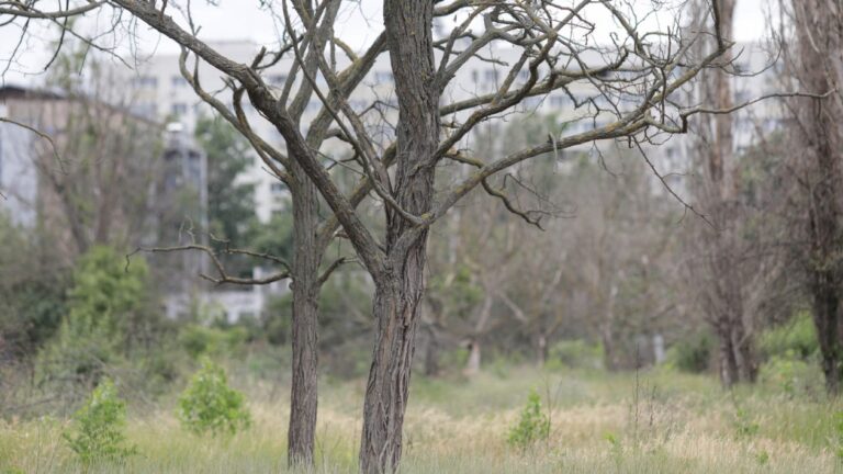 De ce mor copacii în orașe? Adevărul despre viața arborilor urbani
