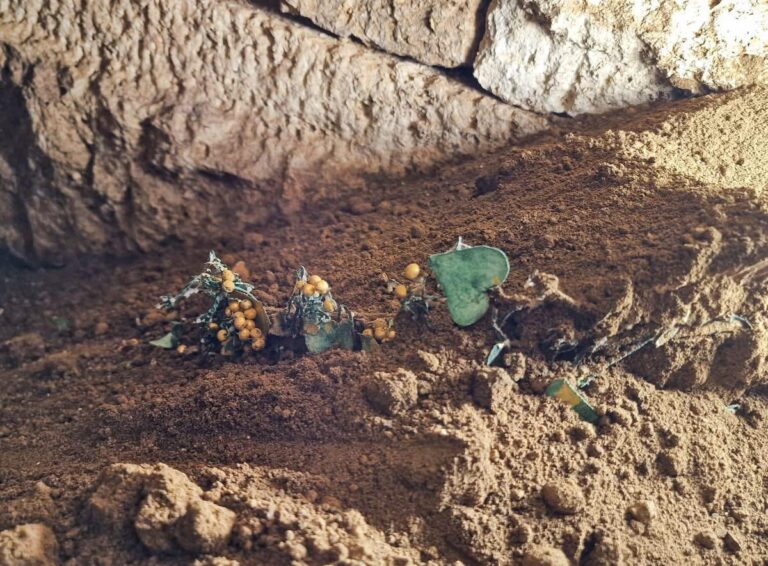 Descoperiri arheologice remarcabile la Callatis: Podoabe antice și sarcofage sofisticate