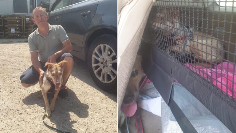Doi căței de la ASPA au găsit o nouă familie în Franța