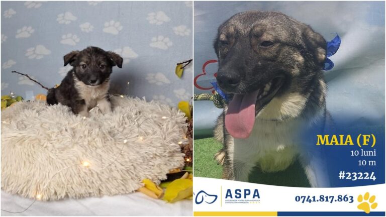 FOTO | Maia, cățelușa blândă care așteaptă cu speranță un cămin iubitor