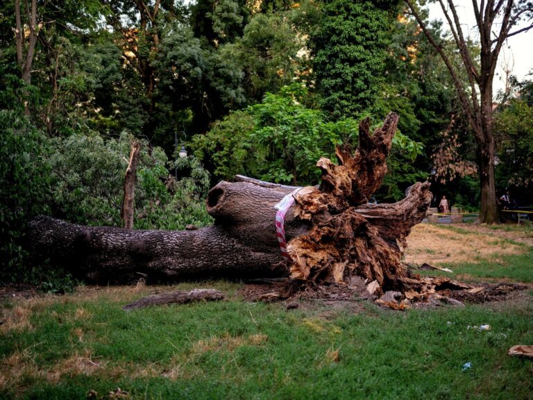 Frasinul secular din parcul Cişmigiu, doborât de furtuna devastatoare