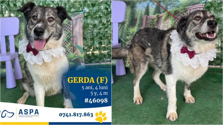 Gerda, o cățelușă plină de viață, așteaptă cu nerăbdare un nou stăpân la adăpostul ASPA Bragadiru