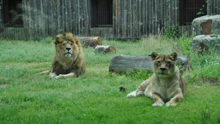 Grădina Zoologică din București s-a redeschis după furtuna devastatoare