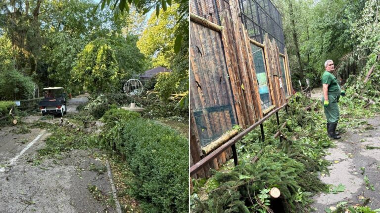 Grădina Zoologică din București rămâne închisă din cauza pagubelor provocate de furtună