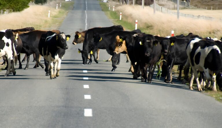 Incident pe Autostrada A3 București-Ploiești: Bovinele au provocat blocaje majore