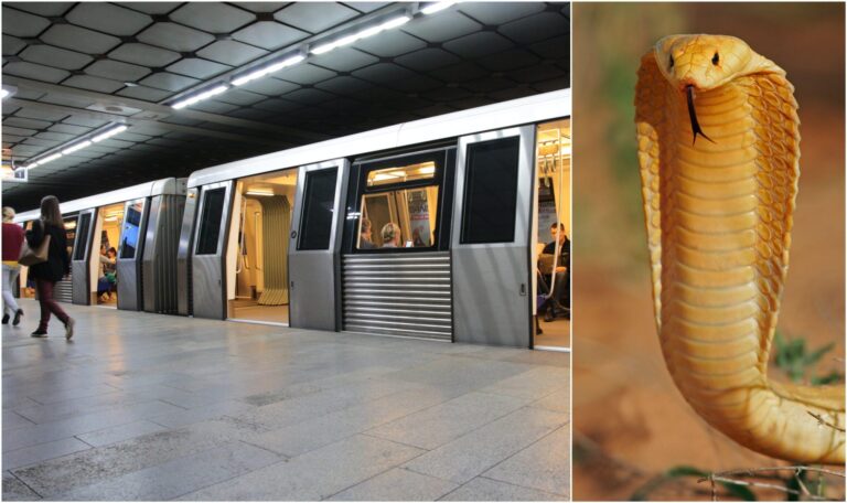 Incident șocant la metrou: Un copil de 1 an a mușcat o cobra atacatoare